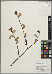 Foto von Salix planifolia Pursh
